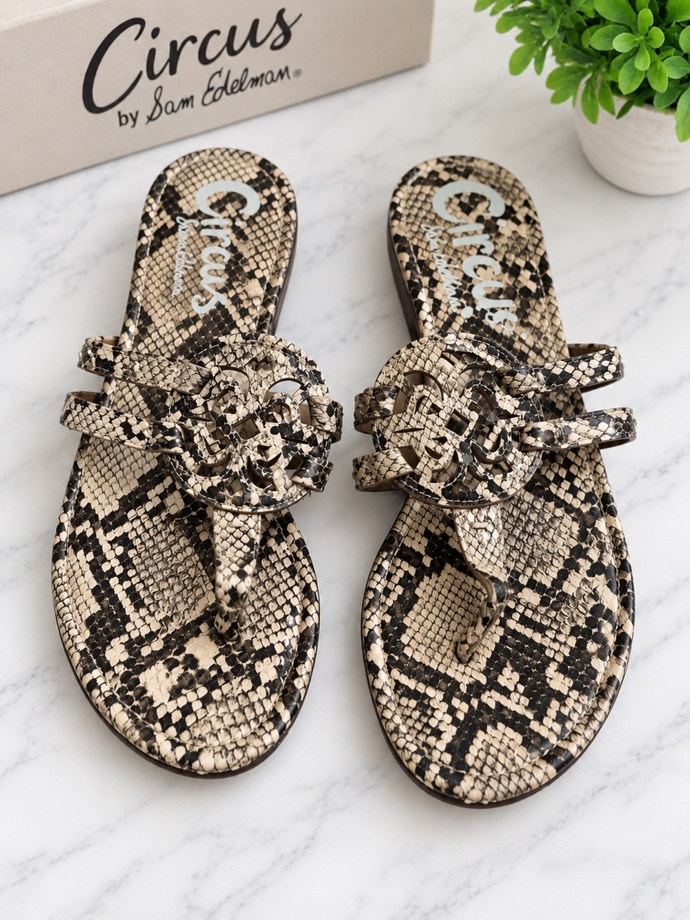 Circus by Sam Edelman Tan and Black Snake-Print Thong Sandals